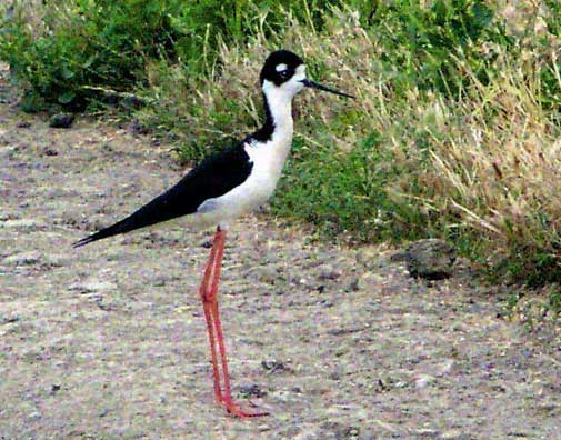 dBlackNeckedStilt