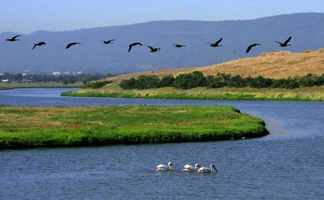 fGeesePelicans