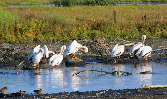 hPreenPelicans