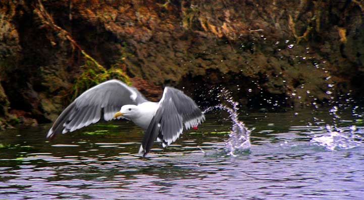 jWesternGull