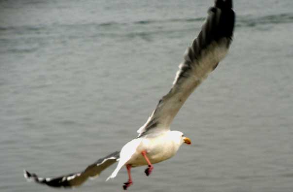 jWesternGull1