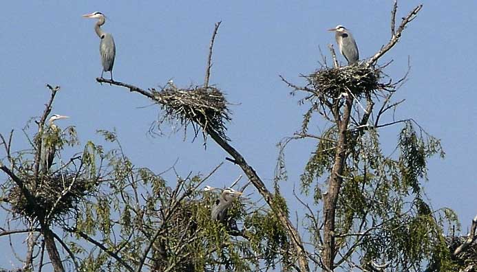 oGreatBlueHerons