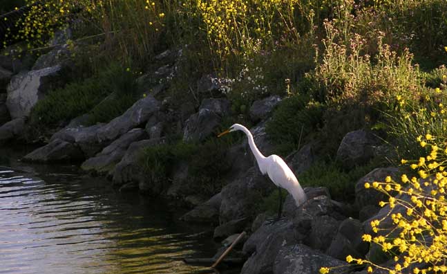 pEgretfishing