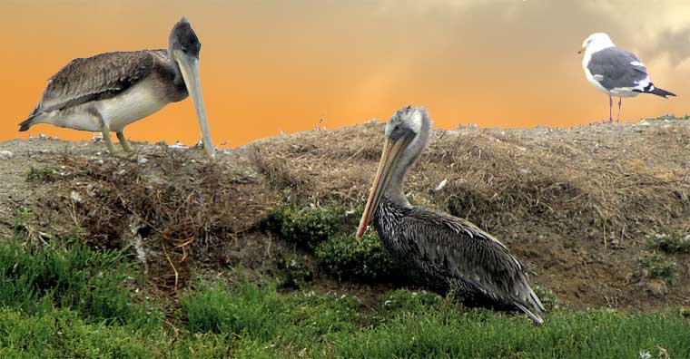 rBrPelicansGull