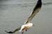 jWesternGull1