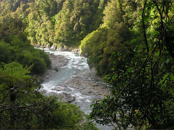 Franz Joseph bush stream