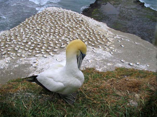 Muriwai Gannets nesting 3