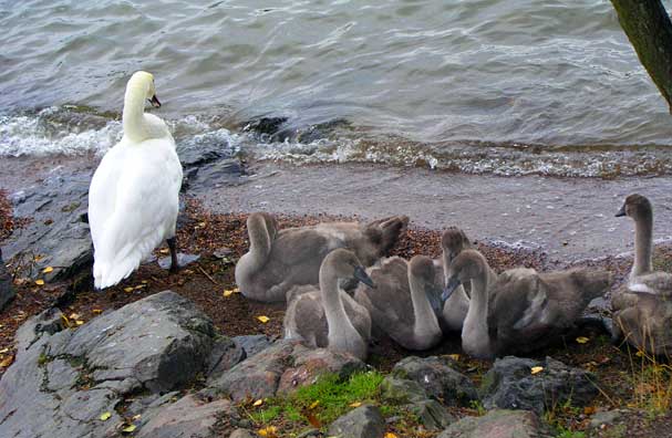 Cygnets