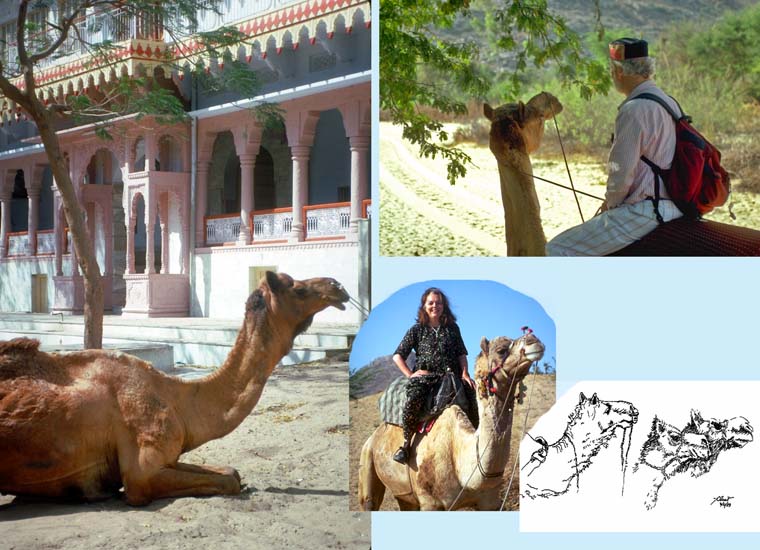 PCamels