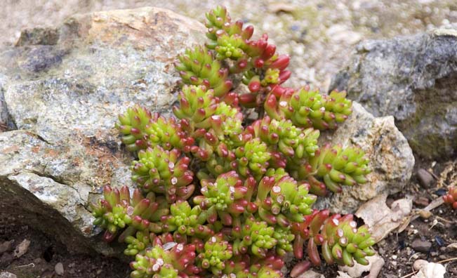 Sedum