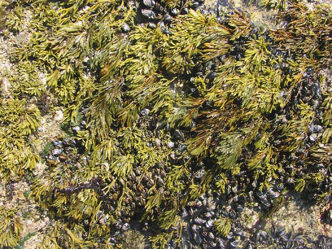 lMussels