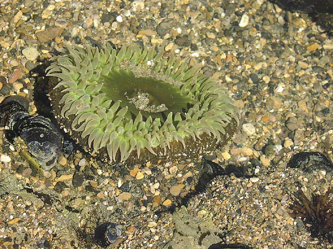 mSeaAnenome