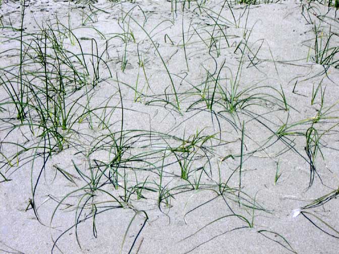 qZenGrass