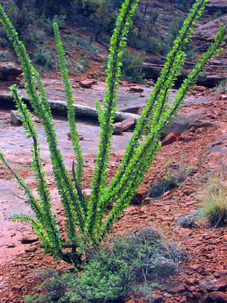 CACTUS