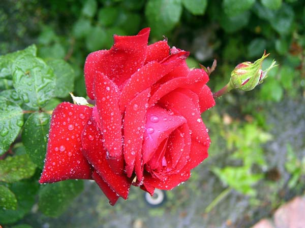 AWetpink