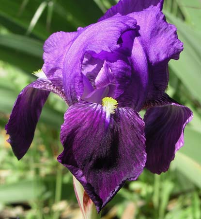 BlueBeard